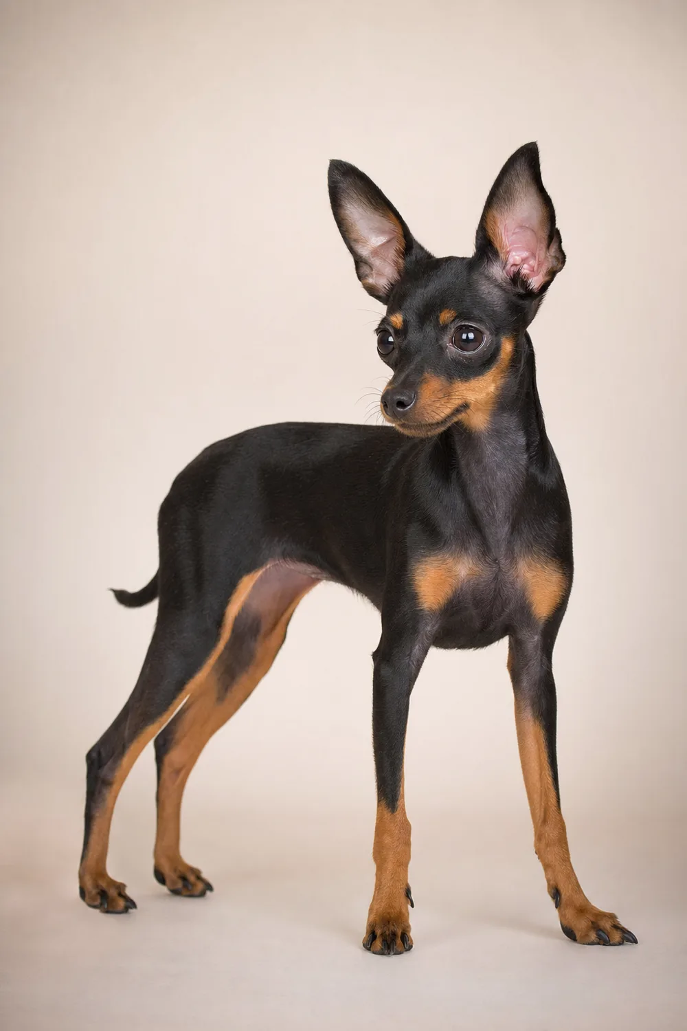 Petit chien russe (Russkiy Toy) à poil ras, robe noir et feu, spécimen debout de trois-quarts sur fond ivoire
