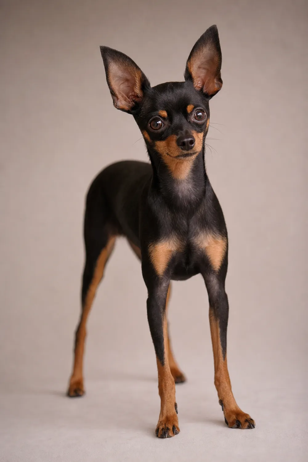 Petit chien russe, planche documentaire de l'atlas
